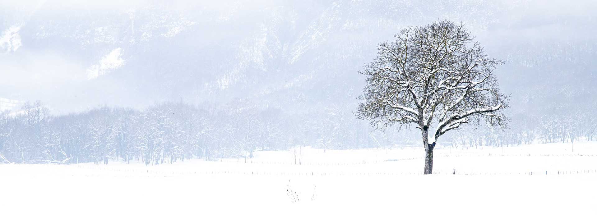 Luminen maisema, jossa on puu oikeassa reunassa